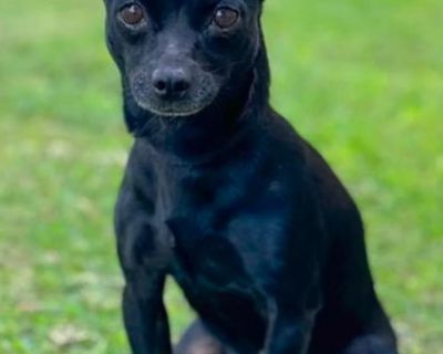 Calista is a social and friendly 2-year-old chihuahua who weighs 10 lbs. This girl needs a loving home where she can be herself and love up her humans. She is amazing with all dogs and people, and gets along okay with cats. Calista is working on her leash skills and doing well as she learns. If you think this girl is the one for you, please apply to adopt.. Characteristics Friendly, Affectionat...