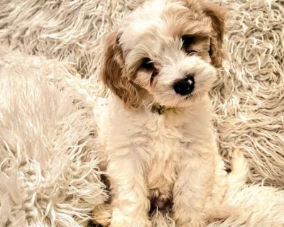 Cavapoo Puppies