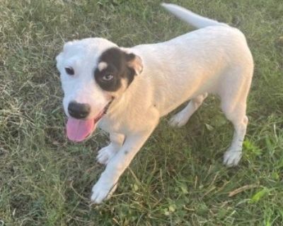 Blue - Terrier Mix Female Dog for Adoption