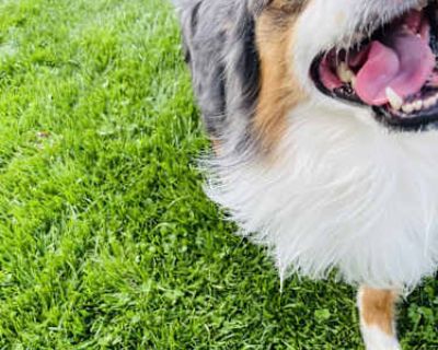 Duke - Australian Shepherd/Australian Shepherd Mix Male Dog for Adoption