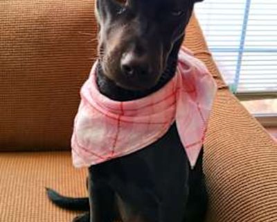 Maisey - Pit Bull Terrier/German Shepherd Dog Mix Female Puppy for Adoption
