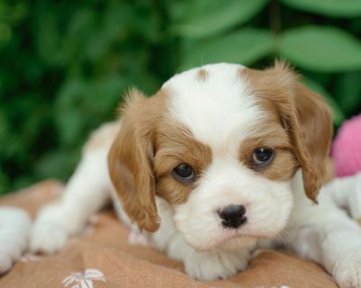 2 Male and 2 Female Cavalier King Charles Spaniel Puppies for Sale