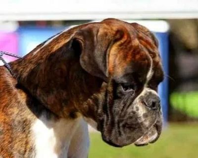 Boxer Puppies Available Soon!