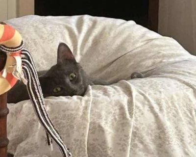 Hello there! My name is Rocket and I think they named me that because I have so much energy! I am a Russian Blue male and I m about 1 years old, so I love to run around and jump and play. I also purr a lot, and I am VERY affectionate . In fact sometimes I get so excited that I bite a little bit! I m not sure if I get along with all cats, but I have been living with one other cat for some time, ...