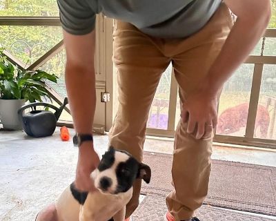 Meet Brooke! ? ?Brooke is an 8-month-old sweetheart weighing 21 lbs, and she s expected to grow to around 30 lbs. Found as a stray, Brooke may have had a rough start in life, but she s thriving now in her loving foster home through Luna Farms. This shy and gentle girl is slowly learning to embrace her playful puppy side. Brooke is calm, affectionate, and gets along wonderfully with children, do...