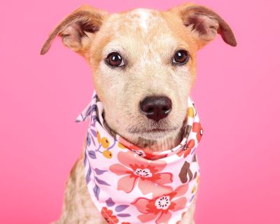 Gracie - Australian Cattle Dog / Blue Heeler Female Puppy for Adoption