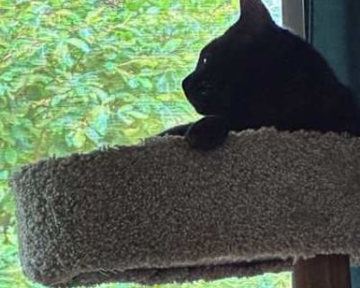 Tom - Domestic Shorthair Male Cat for Adoption