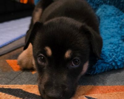 Our story started under a house - yep, just a bunch of tiny bottle babies with no mama in sight. Eight of us! Our amazing foster mamas swooped in to save the day (and gave up all their sleep in the process ). Back then, our markings made us look like little Shepherd mixes, but as we grew and more of our personality came out, our mamas got intrigued. So, the DNA tests are in the mail, and we'll ...