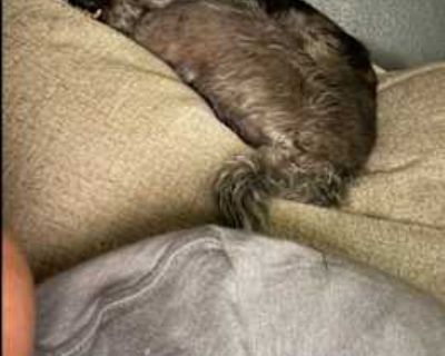 Maverick - Poodle (Miniature)/Pug Mix Male Dog for Adoption