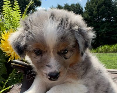 5 Male and 2 Female Australian Shepherd Puppies for Sale