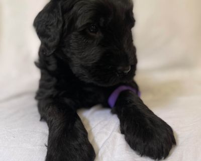 2 Male and 3 Female Giant Schnauzer Puppies for Sale