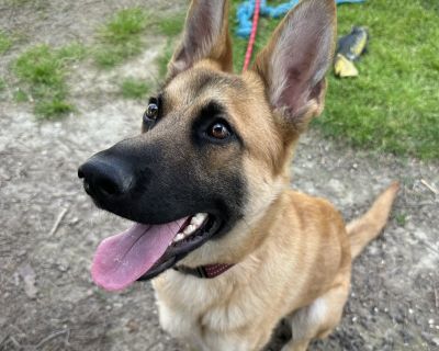 Scottie (139560) (In a Foster Home) - German Shepherd Dog Male Dog for Adoption