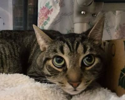 Sasuke - Domestic Short Hair Male Cat for Adoption