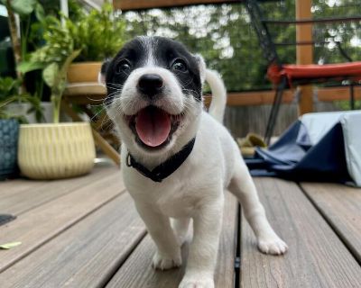 Pinky - Australian Cattle Dog / Blue Heeler & Siberian Husky Mix Female Puppy for Adoption