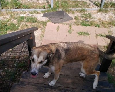 KuEmaka - Anatolian Shepherd / Siberian Husky Female Puppy