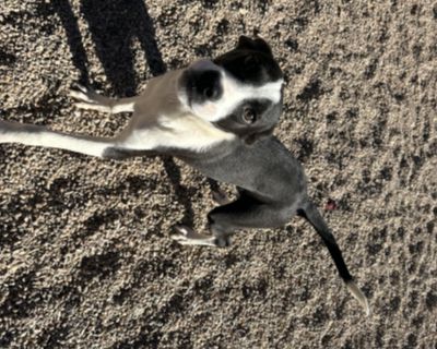 Felix is a sweet, playful pup who s ready to find his forever family! He s about 20 pounds of charm and curiosity always up for exploring, playing with his dog friends, or trotting over for some cuddles. Felix has a friendly, gentle nature and would fit right in with other dogs or an active family who loves adventure. He s still young, so he s learning about the world and eager to make his peop...