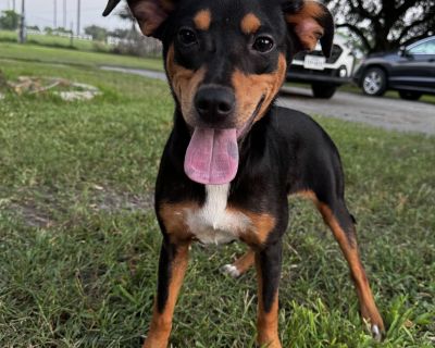 Luna Chi - Miniature Pinscher Female Puppy for Adoption