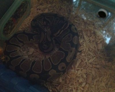 Baby Ball python