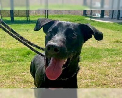 LOKI - Labrador Retriever Mix Male Adult Dog for Adoption