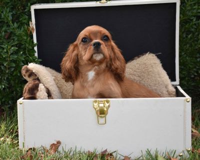 4 Male Cavalier King Charles Spaniel Puppies for Sale