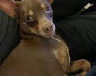 Luidgy - Miniature Pinscher/Rat Terrier Mix Male Puppy for Adoption