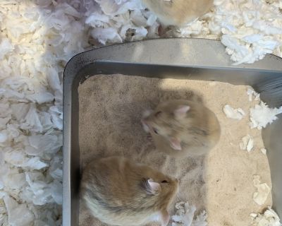 These beautiful baby girls were born on 09/14/2025 in one of our loving foster homes. Their mom came to us pregnant so these babies have never seen a bad day in their lives. They are very much used to being handled by humans. They enjoy their spacious enclosure and wheel, their nutririous pellets and seed mix, and their daily dark green veggie piece. If you are interested in adopting a hamster ...