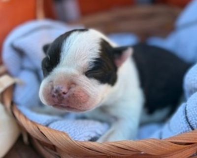 Under 1 Week Old * Size at Maturity: Small * Availability Date: 12/23/2025 * Shipping Area: Pick Up Only * Payment Method: Cash *. We have 4 male Bostons to choose from. Ready in time for Christmas. Puppy will be vet checked, receive 1st shots, and we deworm them every 2 weeks. Puppies are socialized with kids and other animals. Registered 200 deposit required to hold. Can also take payments ev...