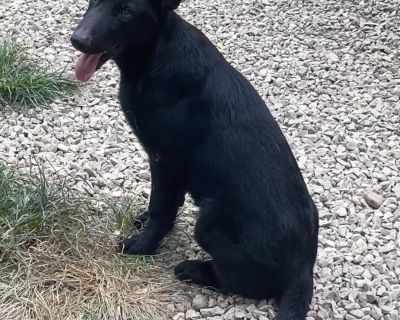 2 Male German Shepherd Dog Puppies for Sale