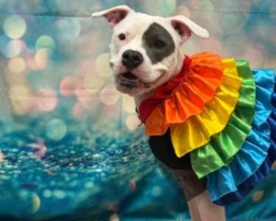 Jasmine - Mixed Breed (Medium) Female Dog for Adoption
