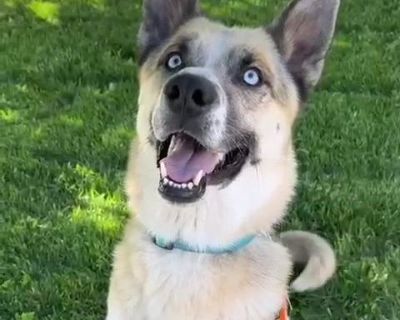 Leo - German Shepherd Dog & Siberian Husky Mix Male Dog for Adoption