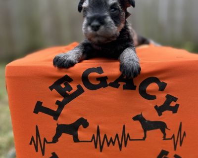 Ready to go home: May 16 2025. Meet Taz, a bundle of cuteness right to the core. Born in Houston texas, Taz entered the world on 2025-03-22 and is a Miniature Schnauzer puppy who sports a beautiful tuxedo coat. This fur-ball is excited to meet the family and start making memories! Taz will arrive home healthy, pre loved, and ready to please. The parents display charming and happy qualities, and...