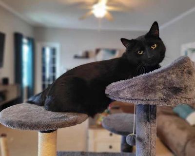 Kirby - Domestic Shorthair Male Cat for Adoption