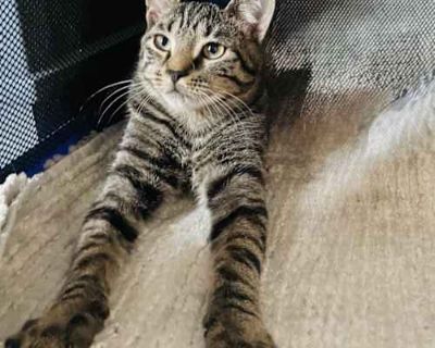 Meet Mitch aka Catbus & Sweet Howl! If you are interested in our kittens and would like to arrange the meet and greet at fosters homes, please complete the adoption application using the following link (copy & paste it into your browser) https://form.jotform.com/82828565257166 or text us for more info at (908) 986-2505 Our cats and kittens are allowed to be adopted anywhere in NYC/NJ/Long Islan...