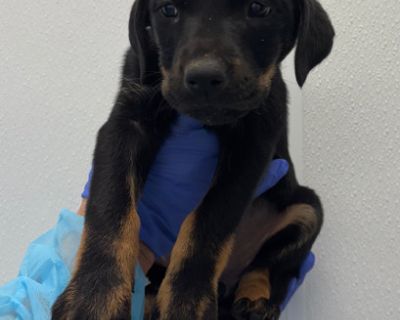 Simone CA - Rottweiler Mix Female Puppy for Adoption