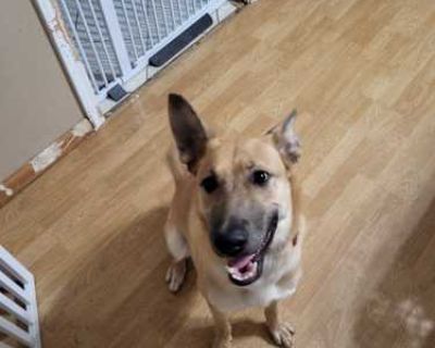 Lily - German Shepherd Dog/Boxer Mix Female Dog for Adoption