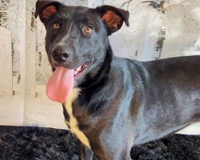 Ruby JuM - Labrador Retriever/Border Collie Mix Female Dog for Adoption