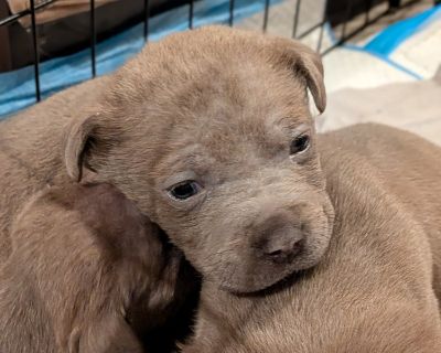 Lamb Chop - Mixed Breed Female Puppy for Adoption