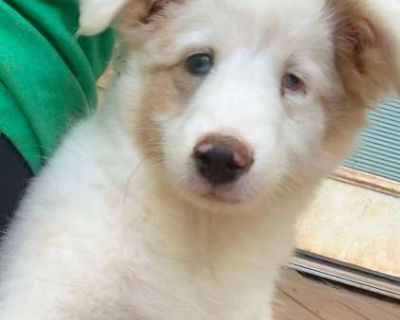 Hattie - Sheltie, Shetland Sheepdog Female Puppy for Adoption
