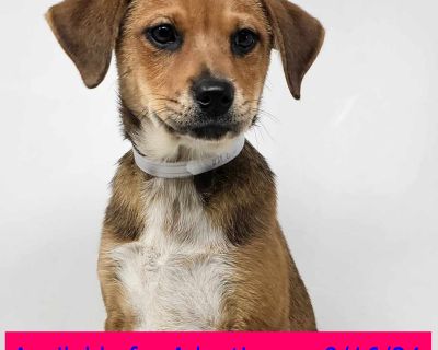 Brooklyn - Beagle & Terrier Mix Male Puppy for Adoption