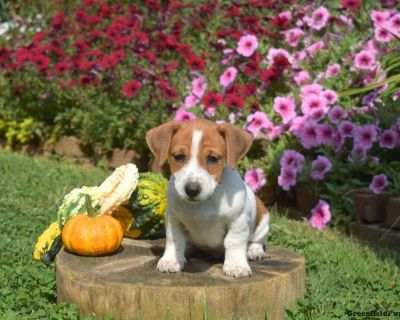 Link - 12 Weeks Male Jack Russell Terrier Puppy for Sale