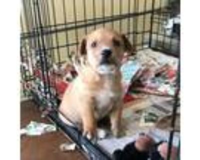 Adopt Miss Penny & Baby Buddha (Mom & Her Puppy) ~~ PRIVATE ADOPTION a Beagle