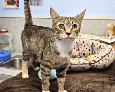 Sweety - Domestic Shorthair Female Cat for Adoption