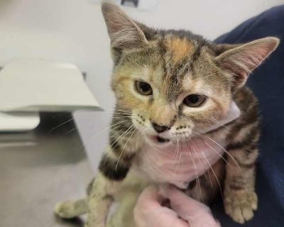 Child. Gray or blue. Adoption process We believe in counseling over all else! We want to help you find the pet of your dreams - then set you up for success to ensure you have a wonderful companion! Shelter location Phone Number: 304-342-1576 Address: 1248 Greenbrier St., Charleston, WV 25311 Sunday - Noon to 5:00 pm Monday - Closed Tuesday - Noon to 6:00 pm Wednesday - Noon to 6:00 pm Thursday ...