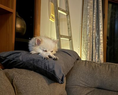 Little Guido - Pomeranian Male Dog for Adoption