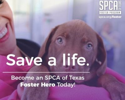Foster with the SPCA of Texas!