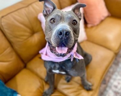 She is ready to be your Little Shadow of Love and dedicated Velvet Hippo! Originally her name was just Shadow but it didnt take long before we were calling her Little Shadow, then Love Shadow and a variety of nicknames acknowledging her adoring nature and little tag-along presence. So now she is Little Shadow of Love and it fits her perfectly. Her sleek silver coat looks like velvet, her gaze i...