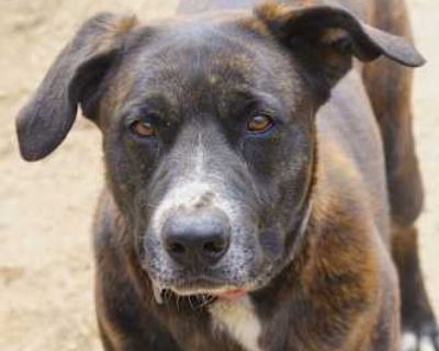 Roxy - Plott Hound/Mastiff Mix Female Dog for Adoption