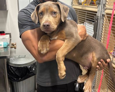 Thank you for checking out my bio; please check back for an update. My foster will update my information as soon as I get settled at my foster home. My life was saved recently, and we are getting me safe and warm. An Adoption Application for this dog can be found and submitted online. http://www.angelsrescue.org/adopt/adoption-forms Please be sure to like our Facebook page: https://www.facebook...