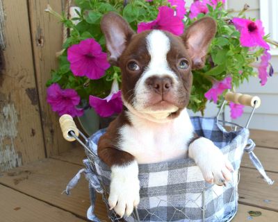 4 Male and 1 Female Boston Terrier Puppies for Sale