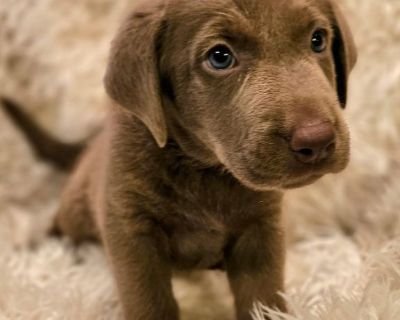 Silver Lab Puppies